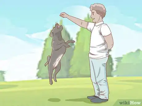 Image titled Teach Your Dog to Jump Step 5