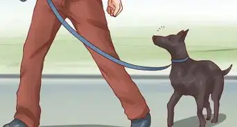 Teach Your Dog Basic Commands