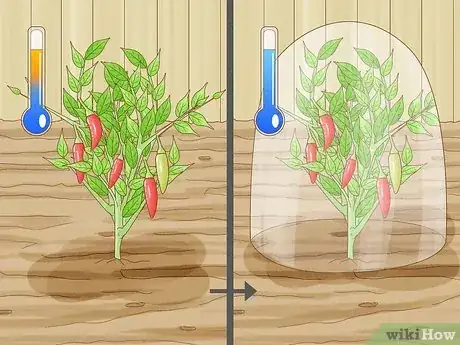 Image titled Grow a Chilli Plant from a Seed Step 13