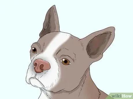 Image titled Identify a Boston Terrier Step 12