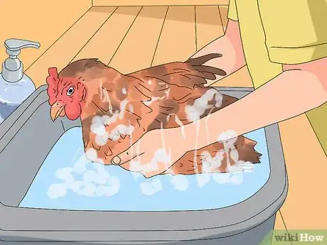 Image titled Show Chickens Step 12