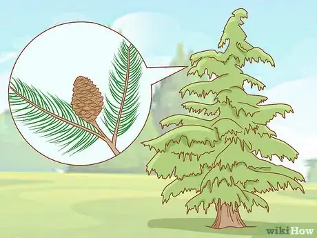 Image titled Identify Cedar Trees Step 3