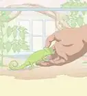 Take Care of a Chameleon