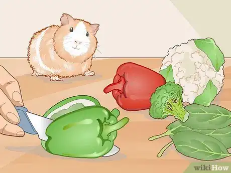 Image titled Care for a Guinea Pig with an Ear Infection Step 14