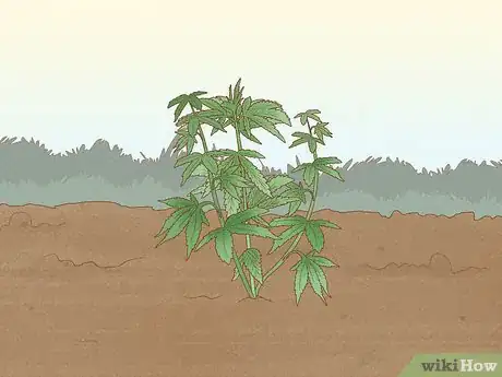 Image titled Clone Cannabis Step 1