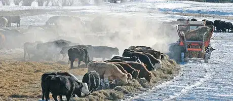 Image titled 88_4col_BAD270214_Feeding_Cattle_1 copy