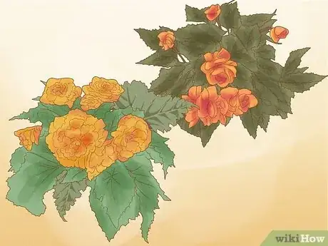 Image titled Grow Begonias Step 1