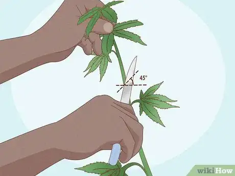 Image titled Clone Cannabis Step 4