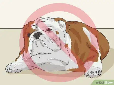 Image titled Breed English Bulldogs Step 2