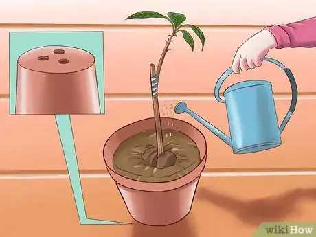 Image titled Grow Avocados Step 17