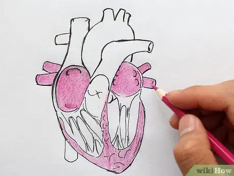 Image titled Draw the Internal Structure of the Heart Step 12