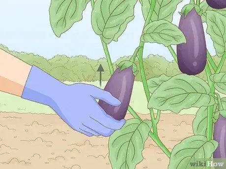 Image titled Harvest Eggplant Step 6