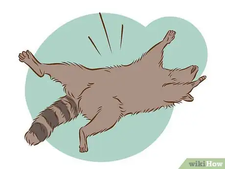 Image titled Skin a Raccoon Step 1