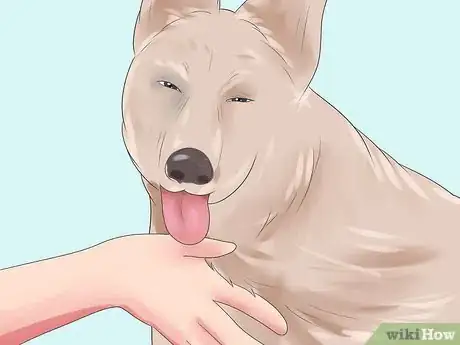 Image titled Treat Dog Bite Wounds on Dogs Step 3