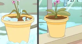 Revive an Orchid Plant