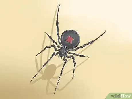 Image titled Get Rid of Black Widow Spiders Step 1