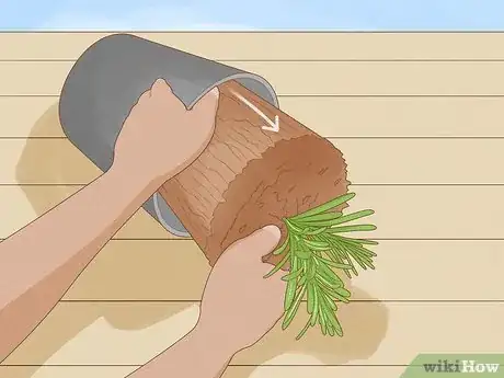 Image titled Plant Lavender in Pots Step 5