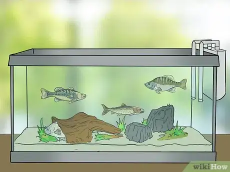 Image titled Keep Crappie in an Aquarium Step 9