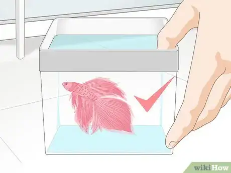 Image titled Pick a Betta Fish Step 8