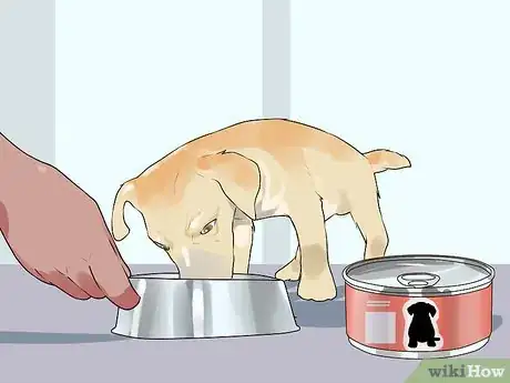 Image titled Handle Hypoglycemia in Young Puppies Step 6