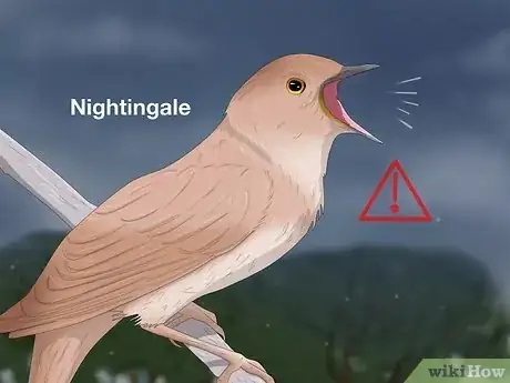 Image titled Why Do Birds Chirp at Night Step 2