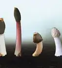 Kill a Stinkhorn Fungus