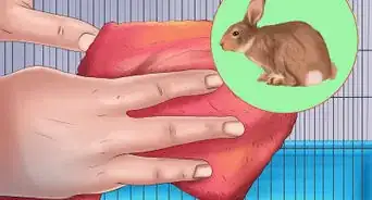 Treat Snuffles (Pasteurella) in Rabbits