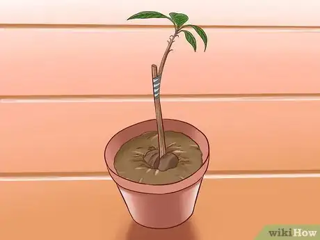 Image titled Grow Avocados Step 16