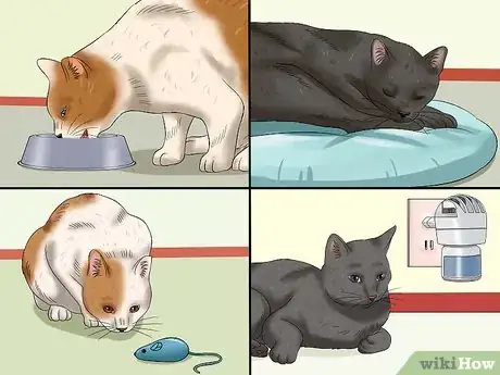 Image titled Stop a Male Cat from Spraying Step 4