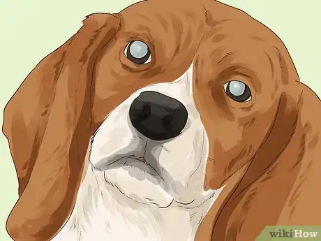 Image titled Help a Dog with Cataracts Step 1