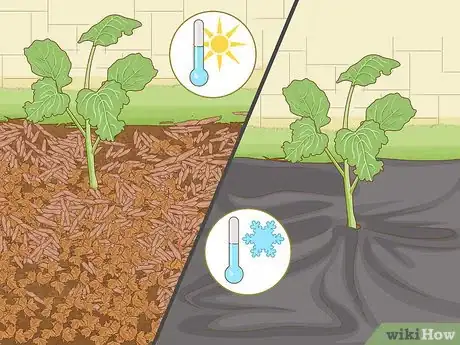 Image titled Grow Broccoli Step 12