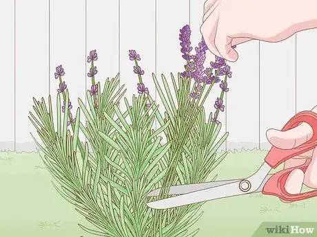 Image titled Grow Lavender Step 16