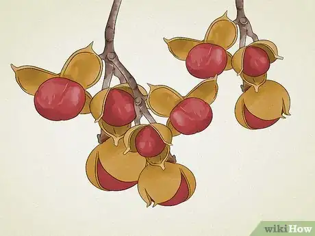 Image titled Identify Common Poisonous Berries in North America Step 11