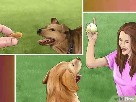 Image titled Give Your Dog Healthy Attention Step 11