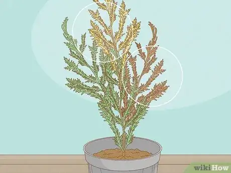 Image titled Plant Leyland Cypress Step 24