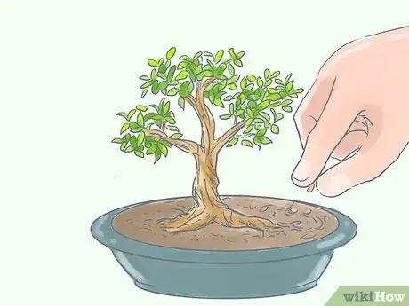 Image titled Care for Tiger Bark Ficus Bonsai Tree Step 8