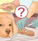 Determine if You Should Euthanize Your Dog