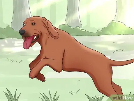 Image titled Identify a Redbone Coonhound Step 13