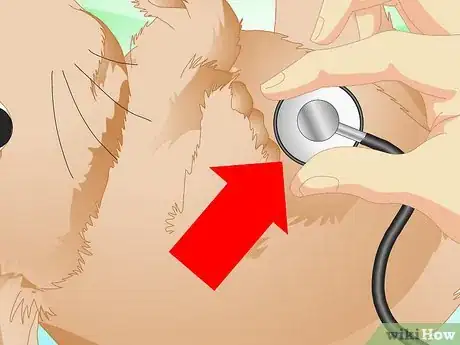 Image titled Determine if Your Rabbit Is Sick Step 3
