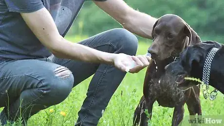 Image titled Make Your Dog Drink Water Step 6