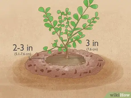 Image titled Plant Boxwood Step 13