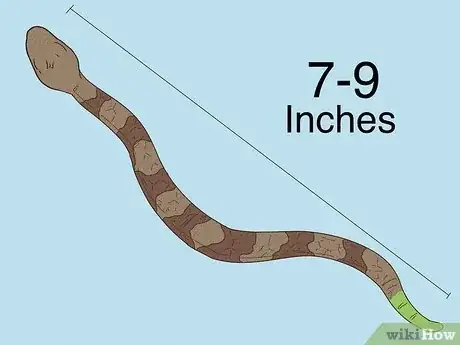 Image titled Identify a Baby Copperhead Snake Step 2