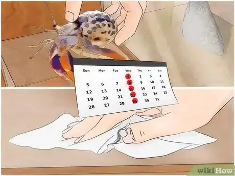 Image titled Eliminate Mites from a Pet Hermit Crab Tank Step 11