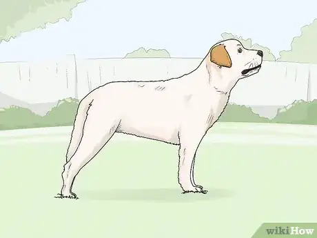 Image titled Identify a Labrador Retriever Step 2