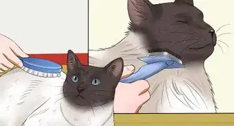 Prevent Matted Cat Hair