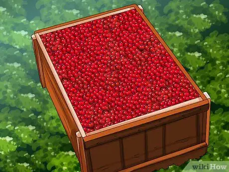 Image titled Harvest Cranberries Step 2