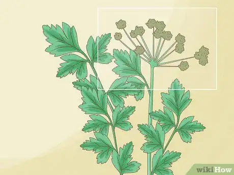 Image titled Harvest Parsley Step 11