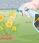 Get Rid of Dandelions in a Lawn