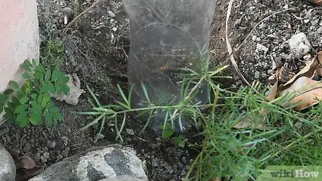 Image titled Make a Drip Irrigator from a Plastic Bottle Step 11