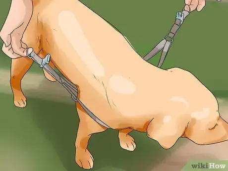 Image titled Treat Neck Pain in Dogs Step 13